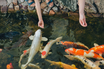 Feeding the hungry ornamental Koi carps in the pond. Women's and children's hands hold fish food. Animal care concept.