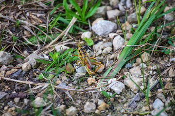 Large Red-legged Grasshopper on a stoney gravel bed