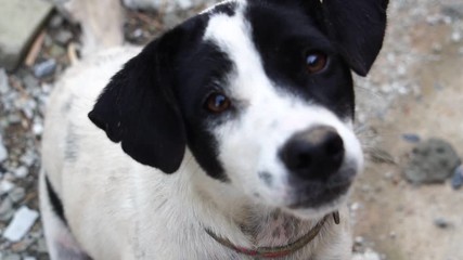 close-up puppy is naughty because of curiosity footage slow motion