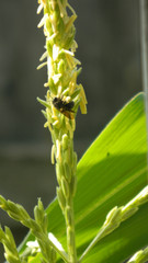 a photo of a bee getting pollun  from a nearby plant