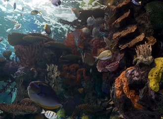 tropical fish in aquarium