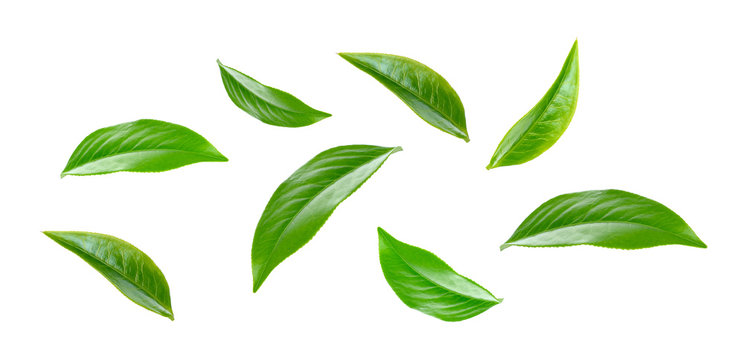 Fototapeta Kolekcja zielonej herbaty liścia na białym tle
