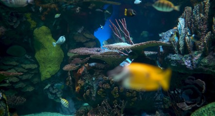 tropical fish in aquarium