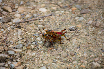 Two large Red-legged Grasshoppers preparing to mate on a stoney gravel bed