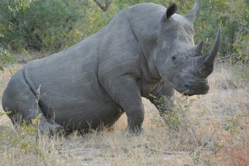 Fototapeta premium rhino
