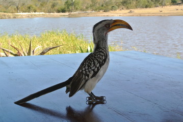 Calao oiseau