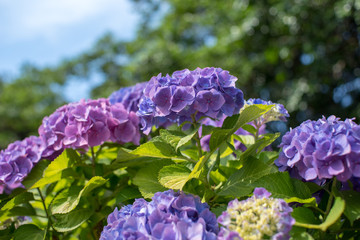 紫陽花