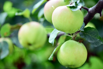 Harvest apples, apple trees in the garden after rain