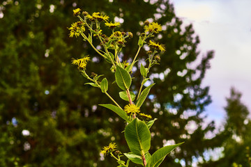 forest, chamomile, nature