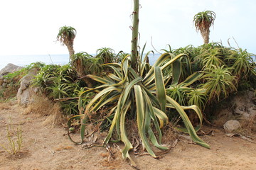 Cactus plants