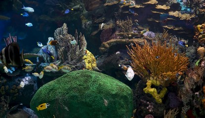 coral reef with tropical fish