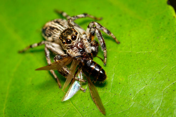 Image of jumping spiders(Salticidae) that are eating prey on green leaves. Insect. Animal