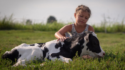 Authentic shot of cute little girl is caressing  an ecologically grown newborn calf used for biological milk products industry on a green lawn of a countryside farm with a sun shining. - obrazy, fototapety, plakaty