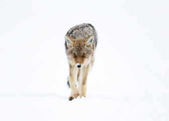 Coyote (canis latrans) in Winter - Yellowstone National Park