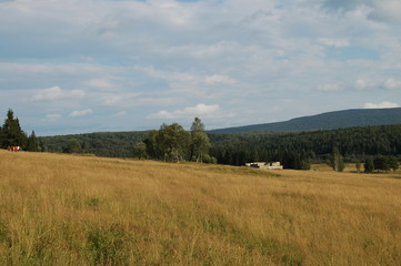 landscape with yellow field and blue sky