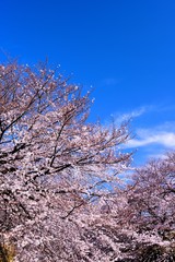 恩田川の桜