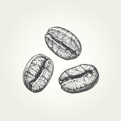 Hand drawn coffee beans. Vintage vector illustration