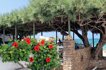 Fototapeta na wymiar Red hibiscus flowers in front of tree covered taverna and turquoise Aegean Sea., Naxos, Greek Islands
