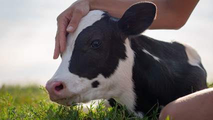 Authentic close up shot of young woman farmer hand is caressing  an ecologically grown newborn calf used for biological milk products industry on a green lawn of a countryside farm with a sun shining. © Kitreel