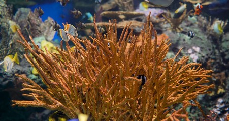 tropical fish in aquarium