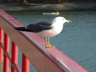 橋の欄干で休むウミネコ