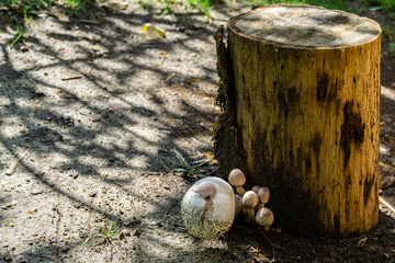 Deadly poisonous mushrooms Chlorophyllum lead-slag (Chlorophyllum molybdites) on oak stump in garden. Bell-shaped mushroom cap is white with tubercle in center. Mushrooms from family of champignons.