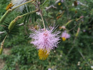 bee on flower