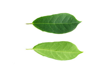 Fototapeta premium green front and back leaves on isolated white background