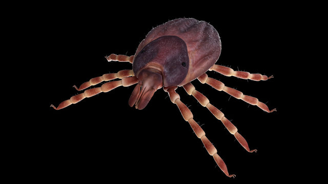 3d rendered illustration of a hyalomma tick