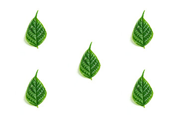 green leaves pattern on isolated white background