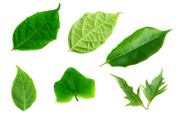 set of various green leaves on isolated white background