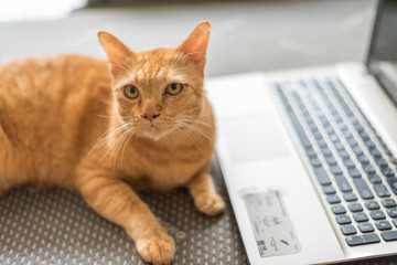 The yellow cat is looking at you near the notebook.