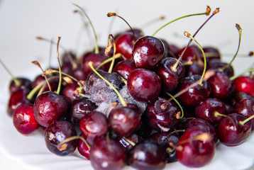 Spoiled sweet cherry from the fridge, rotten fruits. Isolated on white background. Moldy red berry. Drops of condensation on the skin. Food poisoning.