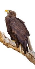 Sea eagle (Haliaeetus albicilla) portrait isolated on white background
