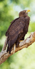Sea eagle (Haliaeetus albicilla) portrait