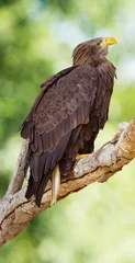 Foto op Plexiglas Sea eagle (Haliaeetus albicilla) portrait © karlo54