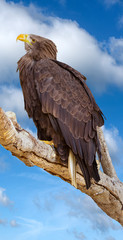 Sea eagle (Haliaeetus albicilla) portrait