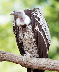 African white-backed vulture (Haliaeetus leucocephalus) portrait