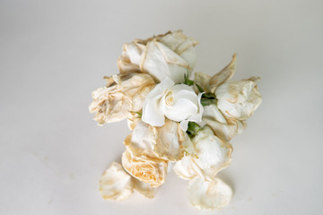 Obraz na płótnie Canvas Flowers of white roses, in a cup on a white background dried flowers, dried happy