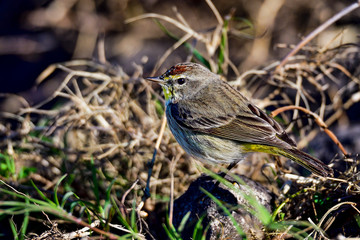 Palm Warbler