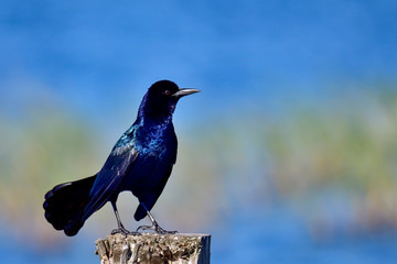 Common grackle posing