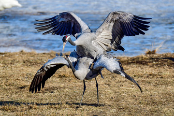 Eurasian crane