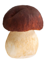 Cep porcino b. edulis mushroom, paths