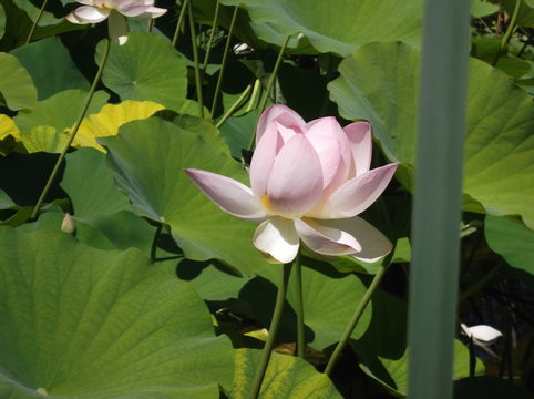Fleur de lotus