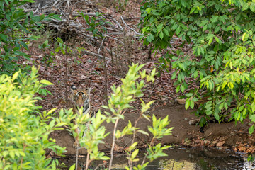 Obraz premium A male tiger cub resting under shade of tree leaves in a cool place near water body in hot summer safari at bandhavgarh national park, madhya pradesh, india