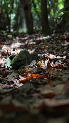 autumn leaves on the ground