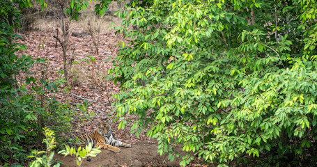Obraz premium A male tiger cub resting under shade of tree leaves in a cool place near water body in hot summer safari at bandhavgarh national park, madhya pradesh, india