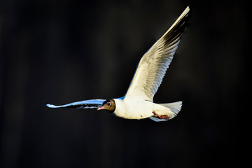 Black-headed Gull in flight