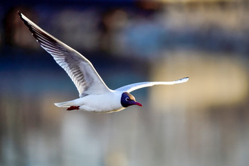 Fototapeta premium Black-headed Gull in flight