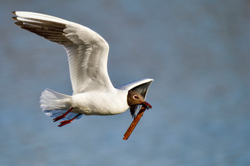 Black-headed Gull carrying nest building material